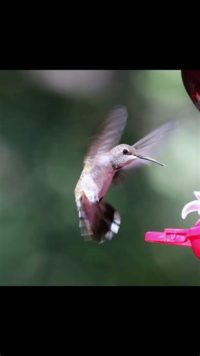 The World's Tiniest Birds Are Absolutely Unreal 🌺4k