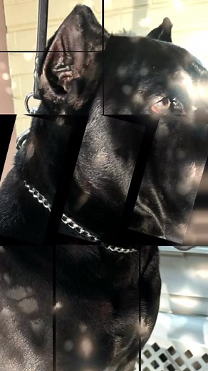 #CapCut #canecorsoitaliano #francorso #perroguardianes #cachorrostiktok #mascotas #canecorso #perrostiktokers #mastin