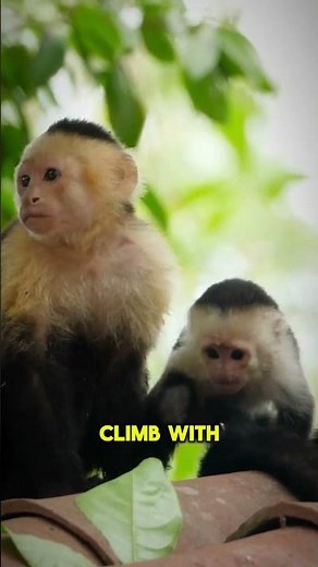 Monkeys' Unique Hands and Feet! #monkeys #animalfacts