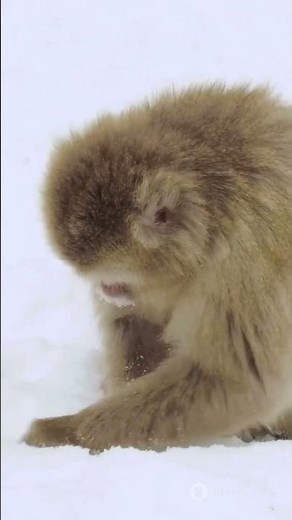 Snow Monkeys: Nature's Fluffiest Survivors!
