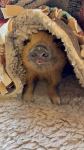 Harlene Rita is thriving in her new barn home, thanks to a little TLC and her favorite @snoozerpets! #arthursacres #compassioniscontagious #rescueanimals #spayandneutersaveslives #friendsnotfood #compassioniscool #nonprofit #kunekuneaddiction #arthursacresrocks | Arthur's Acres Animal Sanctuary