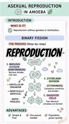 How Amoeba Reproduces? 🤯 Binary Fission Explained Simply ‪@GyanZentrix‬ #shorts #education #study