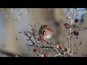 Nikon z9 autofocus testing, slow motion testing, 4k/120 small birds
