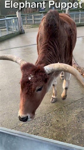 Elephant Puppets zebu update