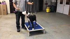 Chico working on place command with Jerry. Chico was saved about a year ago from a bad situation by a good samaritan. Unfortunately that person fell on some hard times and could no longer care for Chico. Chico has fear issues towards strangers and his entire inner pack has only consisted of a few people. He also has some medical issues and has required extensive vet care. Fortunately for him Furry Friends Foster and Rescue Inc stepped in to help Chico and have taken him under their rescue. He is