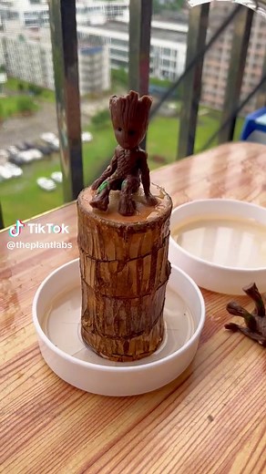 Brazilian Lucky Trees: Indoor Growth for Wealth