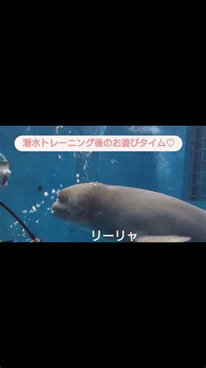 【公式】島根県立しまね海洋館 アクアス on Instagram: "【アラン&リーリャとお遊びターイム✨！】 潜水トレーニングをたくさん頑張った後は、楽しい楽しいお遊びタイムです！ リーリャとイチャイチャ遊んでいたところにアランも加わり、3人？3頭？仲良くキャッチボールか始まりました〜。 微笑ましいですね～🥰 でもよく見ると後ろで寂しそうにぽつんとしているダイバーさんが··· この少し前まではアランと遊んでいたのですが、こっちに来ちゃったのでこのような光景に。 たまたまなんですが、なんだか哀愁漂う姿ですね。 逆に後ろのダイバーさんが2頭をひとり占めしていることもあったので、やっぱりタイミングなんでしょうね。 みんな楽しければ何よりです！！ アランとリーリャ赤ちゃん同士のやりとりも微笑ましいので注目してみてくださいね♪ #アクアス#シロイルカ #アラン #リーリャ#仲良し スタッフユッカ"