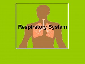 PPT - Respiratory System PowerPoint Presentation, free download - ID:5558956