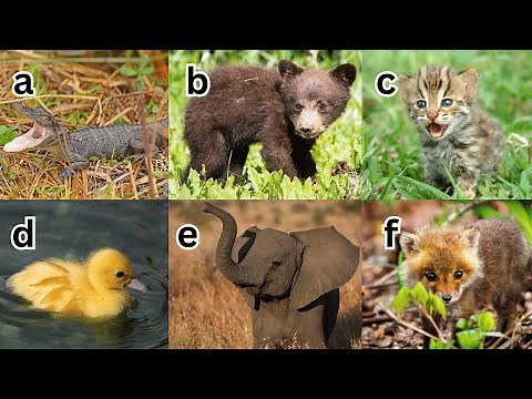 Explore the World of Baby Animals: A to Z Original Learning for Kids