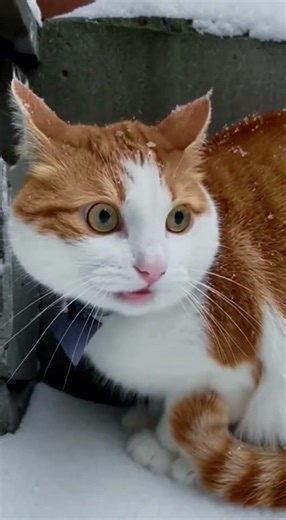 A Cat Was Chased by Other Cats — A Dog Stepped In and Saved It #dog #cat #dogs #cats #trend