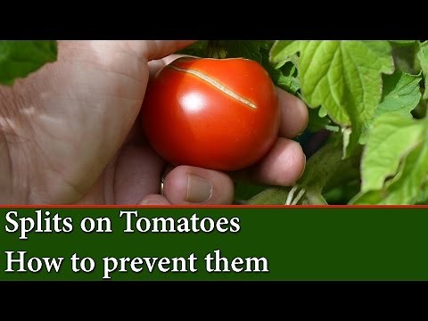 Causes of Split or Cracks on Tomatoes - How to prevent them