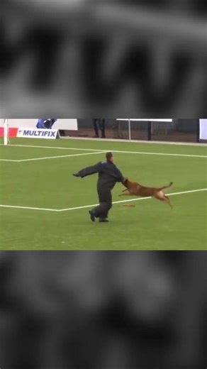 🇩🇪 Heute mal weg vom IGP und auf zum KNPV. Was ist das überhaupt? KNPV ist bekannt als Hundesport der holländischen Königspolizei. Viele Übungen in dem Sport haben mit Fertigkeiten zu tun, die für einen Diensthund notwendig sind. Es gibt 3 Prüfungsstufen, PH1, PH2 und die Objektüberwachung. In der Prüfungsordnung werden nur Praxis taugliche Elemente verlangt, Unterordnung, Wasserarbeit und Schutzdienst. Anders als im IGP gibt es aber keine Spurensuche. Was übrigens auch interessant ist: vor je