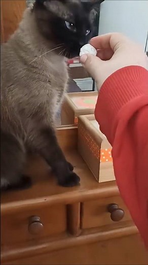 Siamese Fetches and Returns The Ball🐱💡