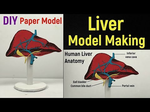 Liver model making | Liver model science project | Liver model anatomy | DIY | #diyasfunplay