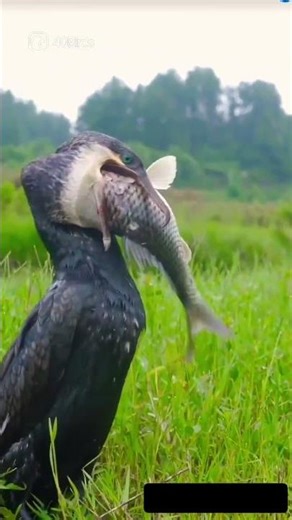 He Swallowed It Whole… No Mercy 🐟 | Cormorant