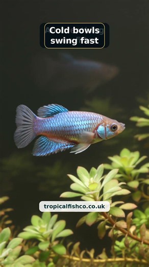 Betta Fish Care: The Bowl Myth That Hurts Beginners