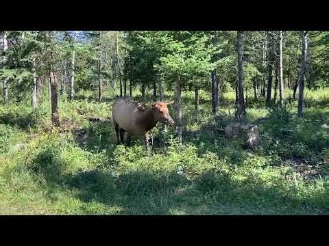 Female elk in Jasper National Park - Alberta, Canada