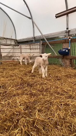 Lively Lambs Bouncing and Jumping Playfully