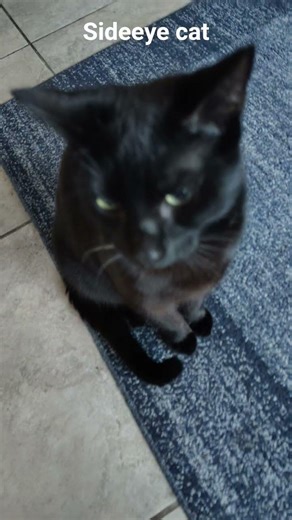 My cat doing the sideeye meme #trending #funny #pets #cat #cute