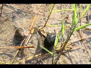 Potential Rice Pest in the Philippines--Golden Apple Snail