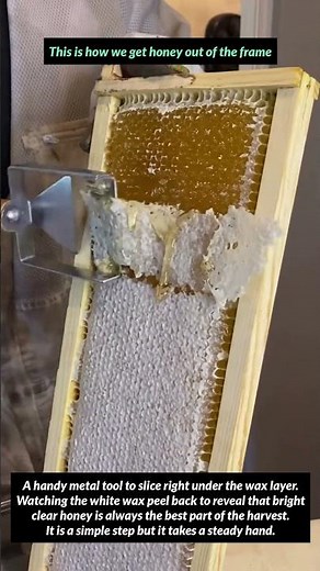 This is how we get honey out of the frame