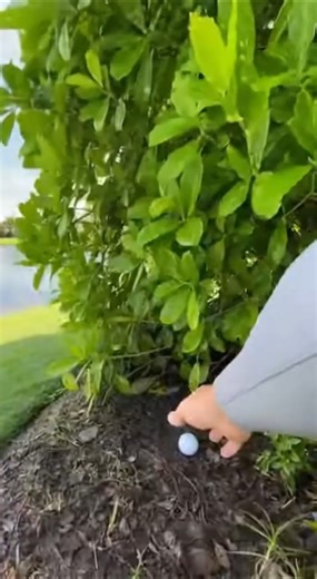 POV Immediate Danger Alligator Explodes From The Bush