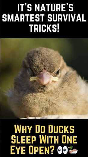 Why Do Ducks Sleep With One Eye Open