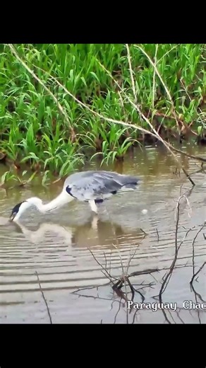 Grey Heron try to fish