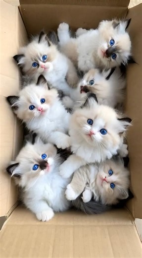 Who Ordered a Box of Kittens? 📦🐱 #cute #cat #kitten #kittenlove