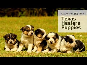 Texas Heeler Puppies - www.herdingpups.com