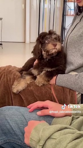 オーストラリアンラブラドゥードル子犬との新生活