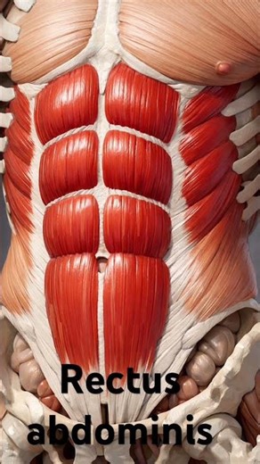 Anatomy of the Rectus Abdominis