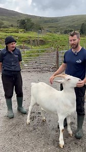 373 reactions · 5 comments | Trouble on #farm #farming #irish #ireland #sheep #cows #tractors | sheep_shepherd__ | Facebook