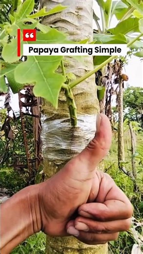 Simple Papaya Grafting Method for Faster Growth 🍈🌱