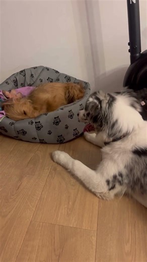 #puppy #cute #bordercollie #dachshund #funny #funnnydog #pets