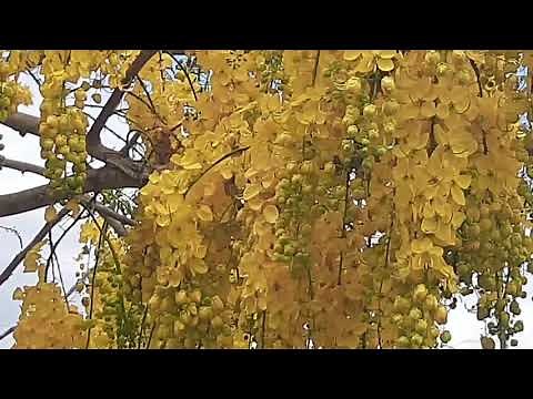 Acácia amarela como plantar e cuidar