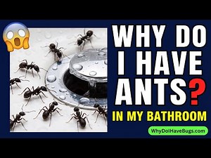 Ants in Your Bathroom? Here's Exactly Why and How to Stop Them