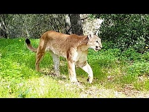 Mountain lion calling for mate