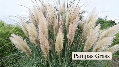 10 Plants Experts Say to Never Grow in Your Garden