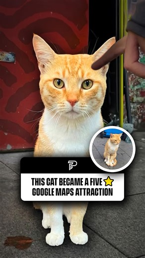 Pubity on Instagram: "This might be Sydney’s most beloved tourist attraction 🐈 An orange street cat quietly racked up 5-star reviews on Google Maps after locals pinned him as a “place to visit.” People shared photos, tips on when to meet him, and praised his purrs and perfect vibes. He’s part of a growing trend of “map cats” popping up around the world - friendly felines turned local legends. #hosted #interesting #pubity #viral"