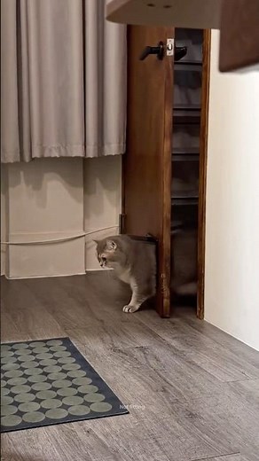Cat Gets Stuck Trying to Fit Through a Door Opening
