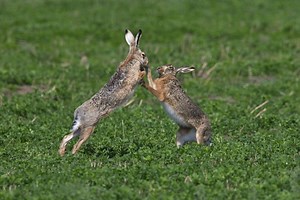Unusual animal mating rituals: These courtship dances aren't what you'd expect | Discover Wildlife
