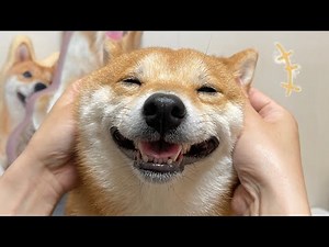 【世界一笑顔が可愛い豆柴】飼い主の愛情をとびっきりの笑顔で返してくれる豆柴が可愛い