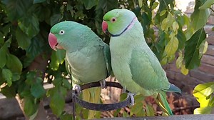 11K views · 852 reactions | Talking Indian Ringneck Parrot Dancing For Alexandrine Parrot | Parrot Paradise | Facebook