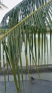 Bibit Ikan Siantar on Reels