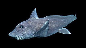 The pointy-nosed blue chimaera really gets around • MBARI