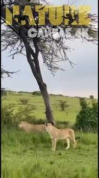 Baboons TRAPPED Between Lions & Hyenas: Epic Sword-or-Wall Survival Battle! 😱