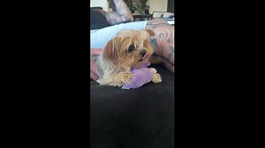Dog playfully snarls while guarding toy from owner in Irvine, California, USA