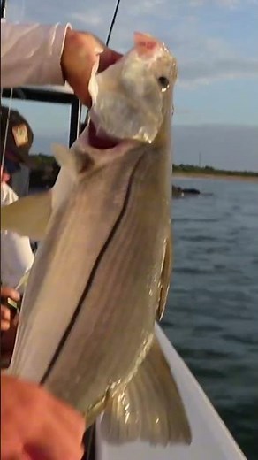 Measure the Moment | SeaDek Fish Ruler