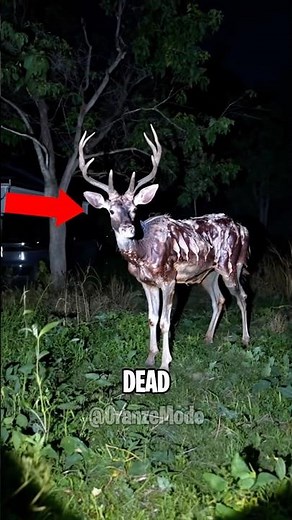 Top 4 REAL Zombie Animals That Refuse To Die😱
